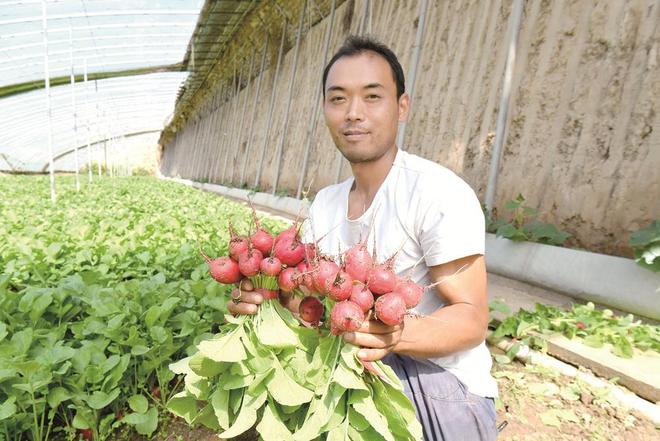 蔬菜種植戶忙得不亦樂乎。攝影：鄧建青