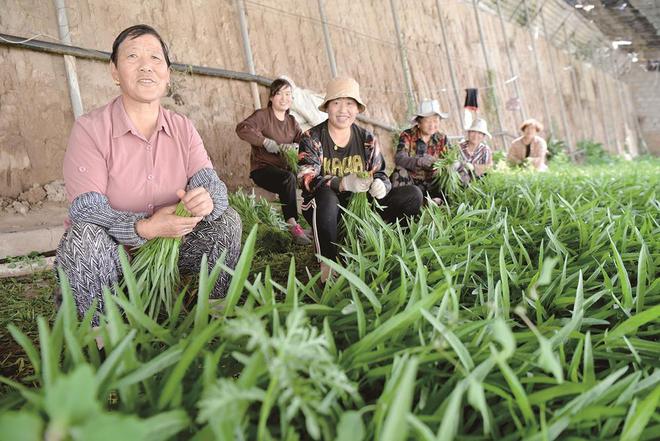 7月5日，在青?；萏镛r(nóng)業(yè)種植基地內(nèi)，農(nóng)戶收割蔬菜。攝影：鄧建青