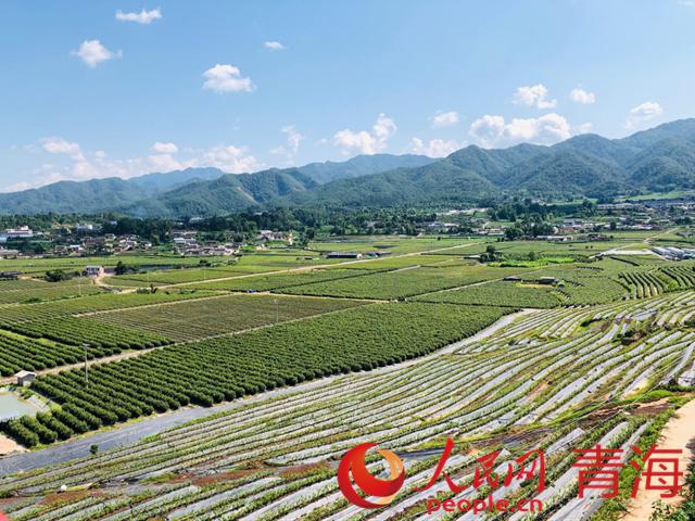 遠眺藍莓基地。人民網(wǎng) 劉沛然攝